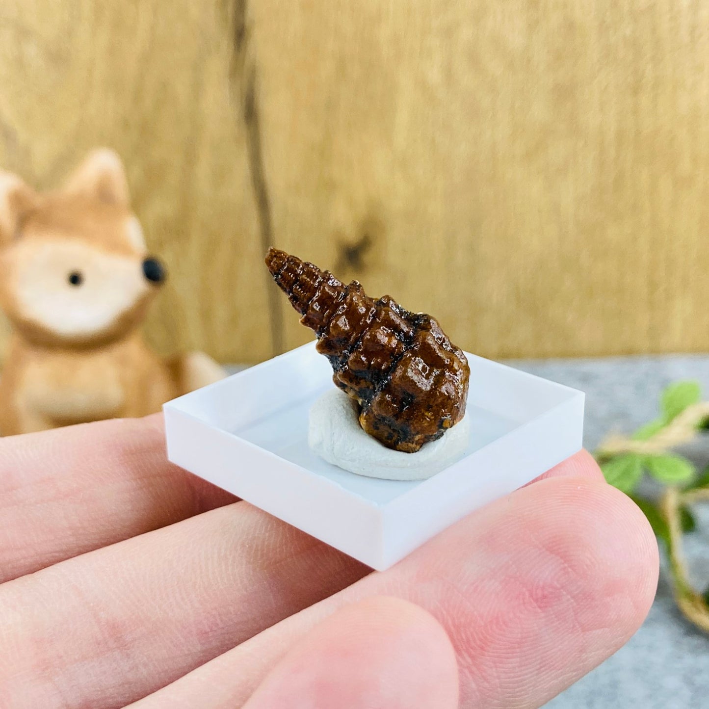 Agatiziran polžek #01